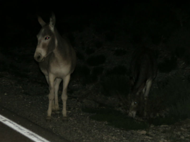 Wild Burros